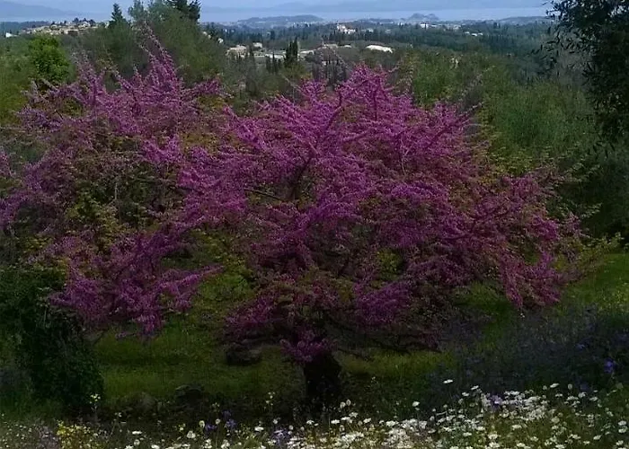 Kardami -country House Semesterbostad Agios Gordios (Corfu)