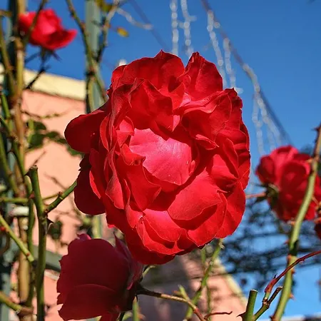 Kardami -country House בית נופש *